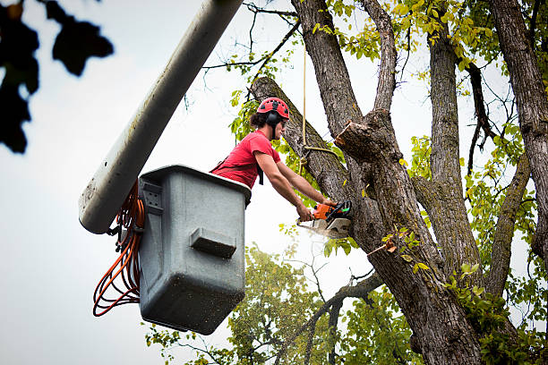 Trusted Hurstbourne, KY  Tree Services Experts